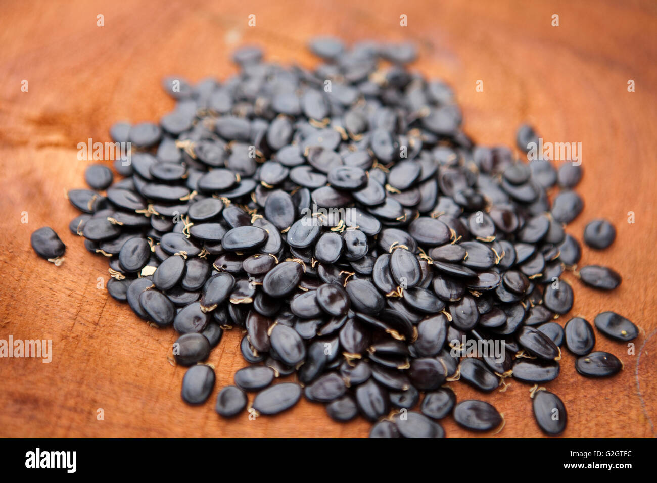 Seed collection, Hawaiian Legacy Hardwood, Kukaiau Ranch, Mauna Kea