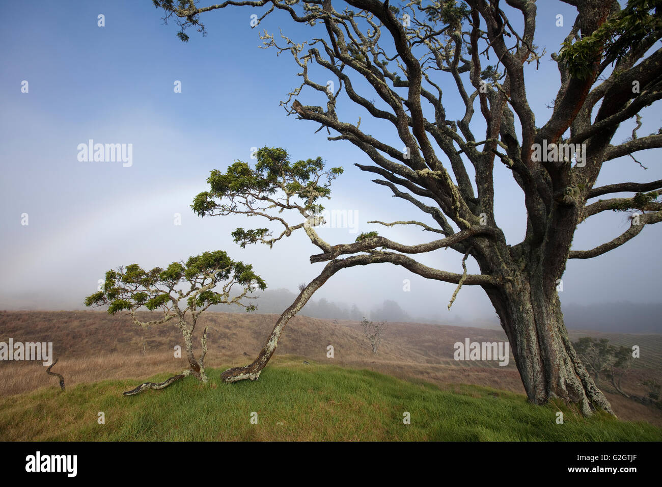 Mother Trees, old growth, Hawaiian Legacy Hardwood, Kukaiau Stock Photo