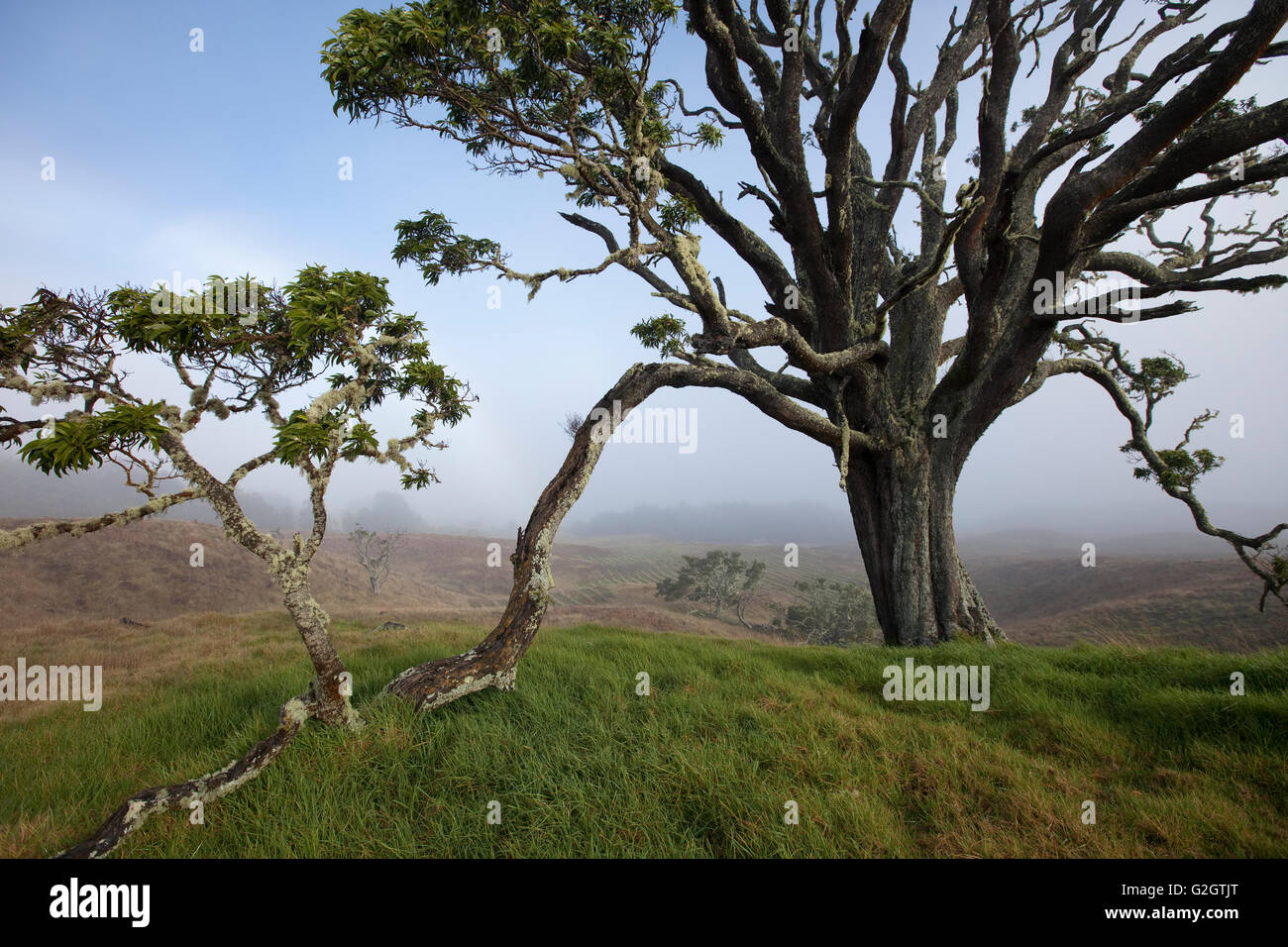 Mother Trees, old growth, Hawaiian Legacy Hardwood, Kukaiau Stock Photo