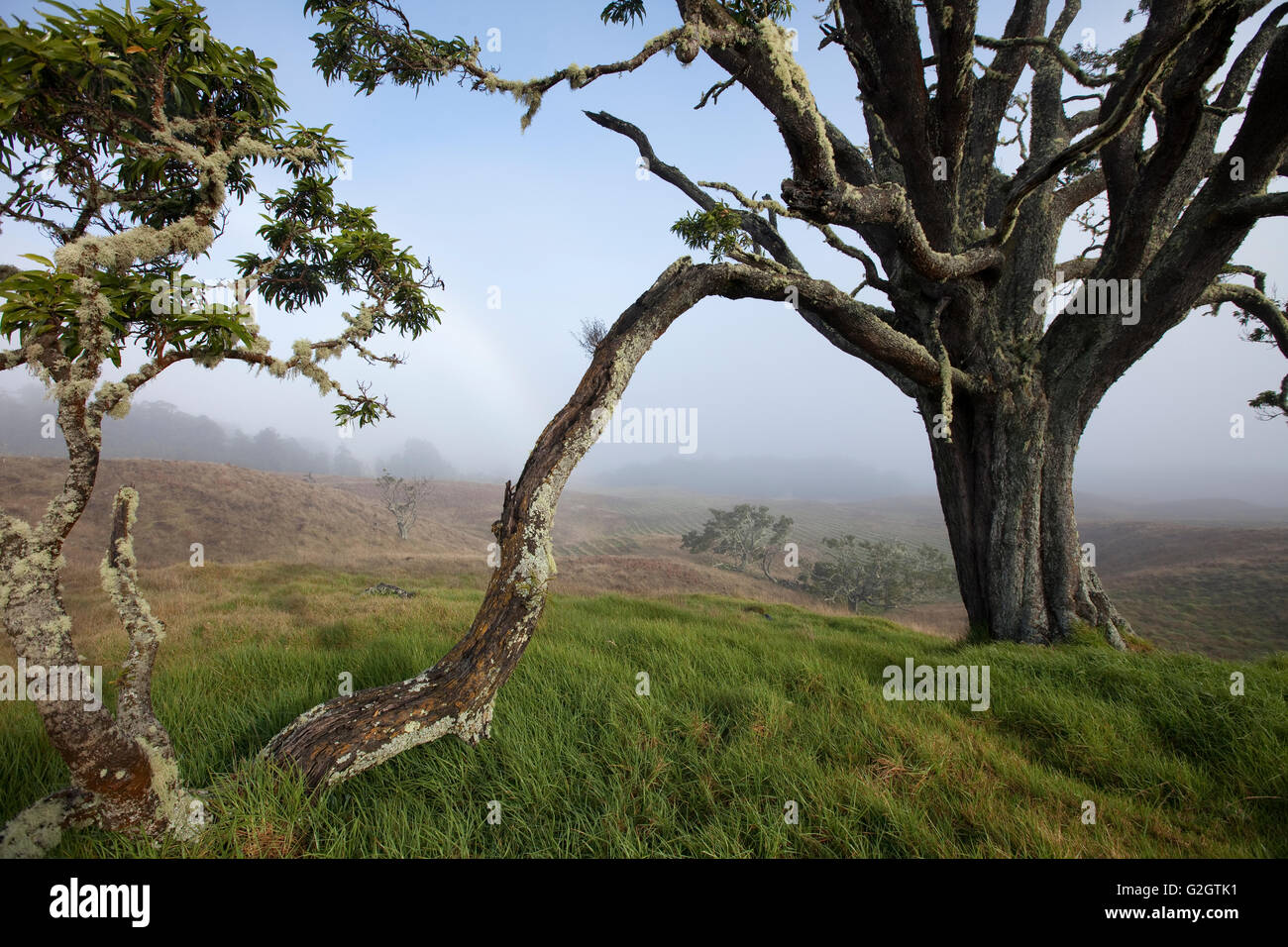 Mother Trees, old growth, Hawaiian Legacy Hardwood, Kukaiau Stock Photo