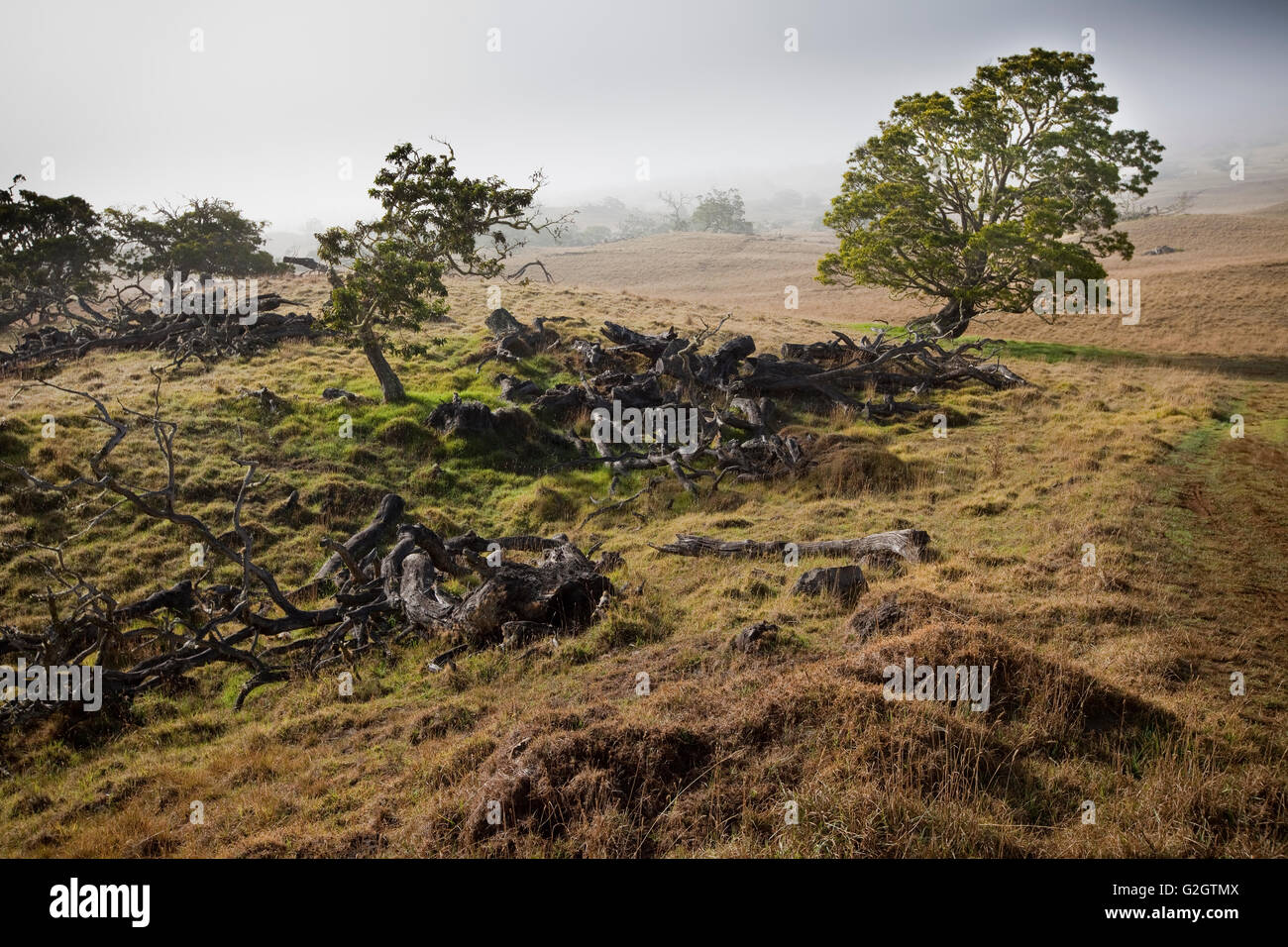 Old growth Koa trees, Hawaiian Legacy Hardwood, Kukaiau Ranch, Mauna