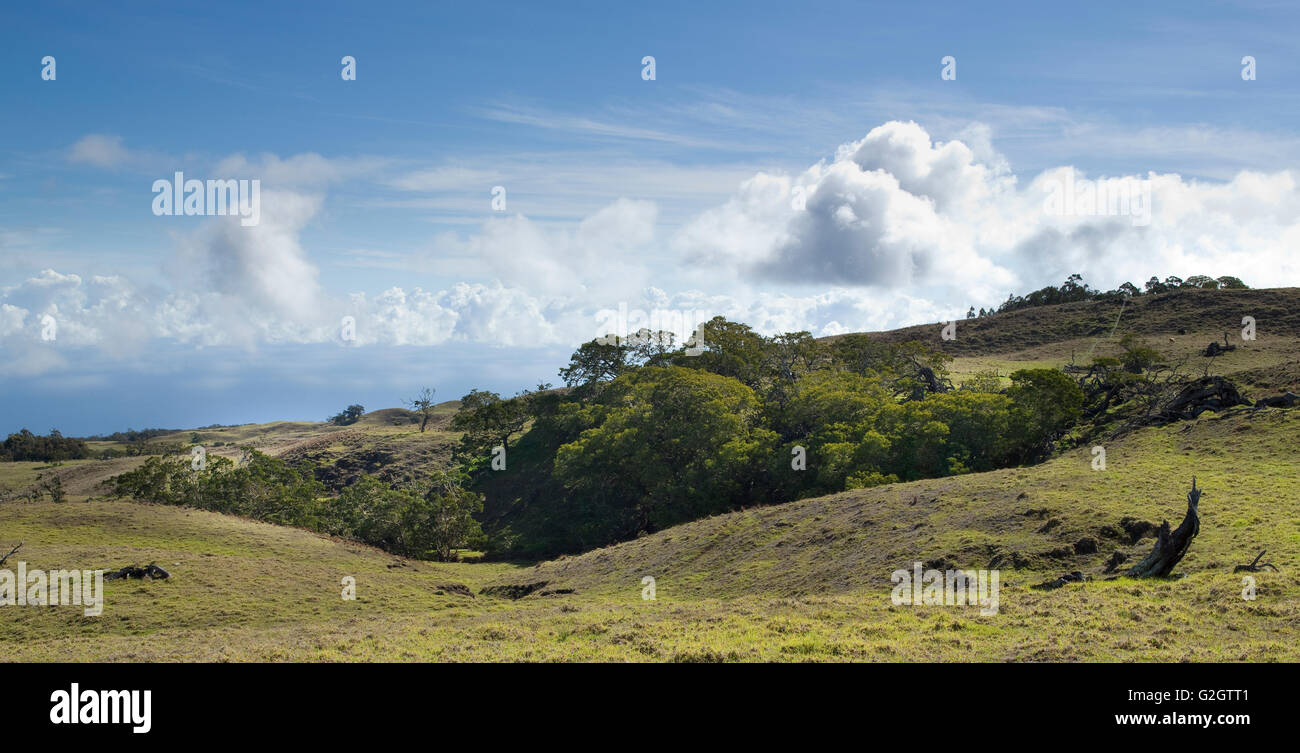 Mother Trees, old growth, Hawaiian Legacy Hardwood, Kukaiau Stock Photo