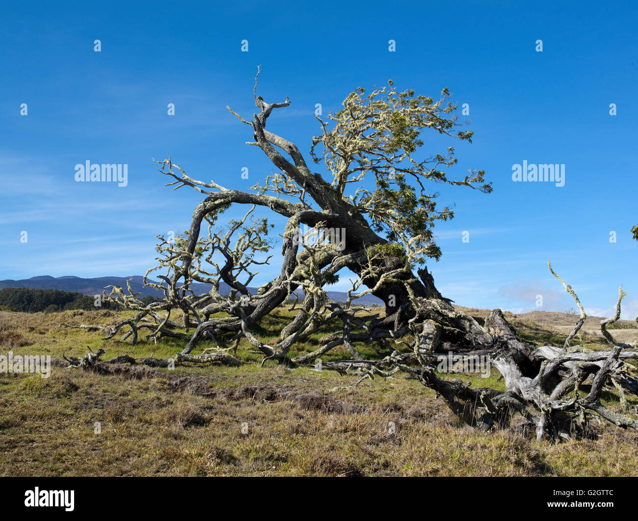 Mother Trees, old growth, Hawaiian Legacy Hardwood, Kukaiau Stock Photo