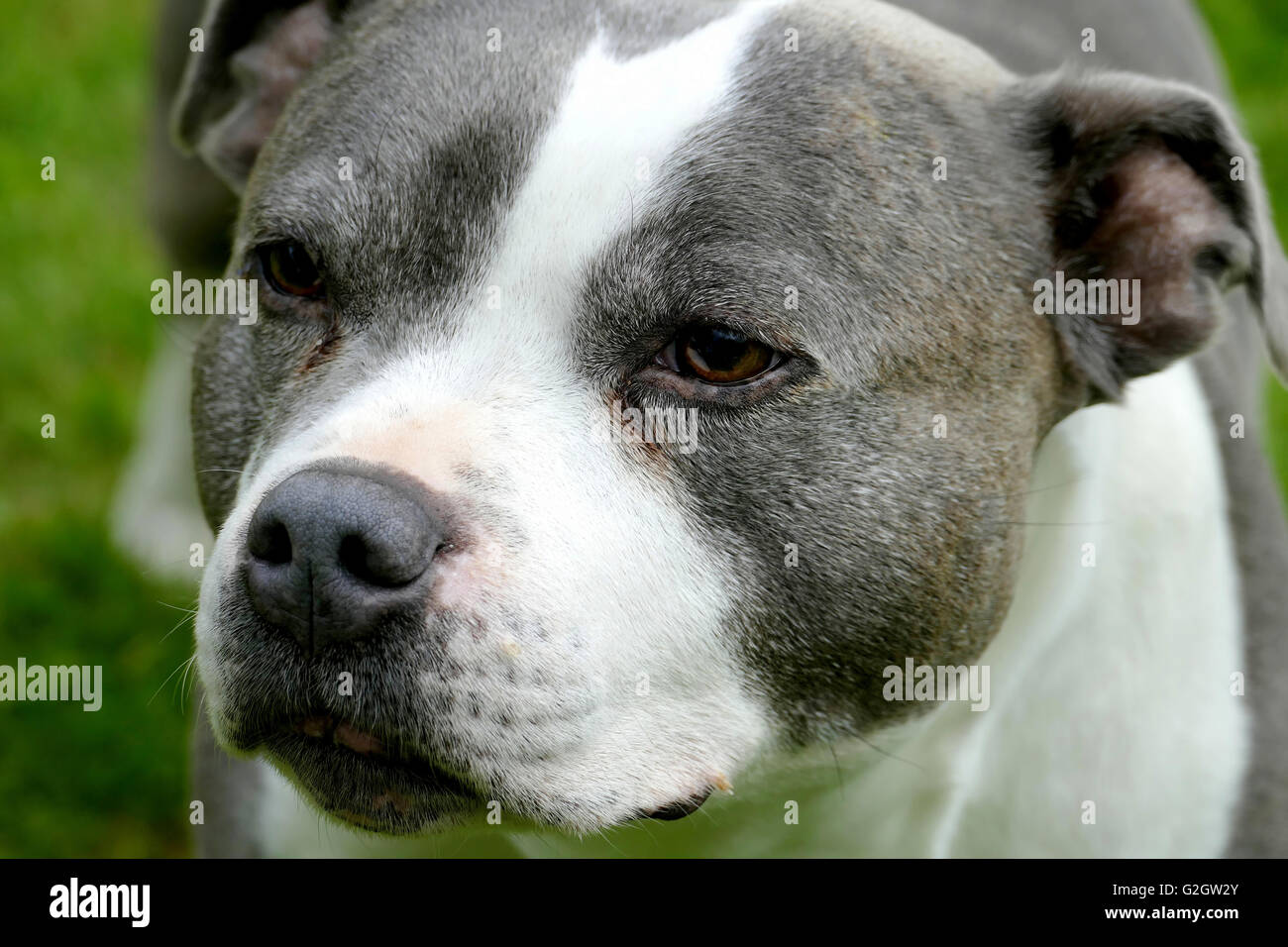 SUTTON-IN-ASHFIELD, NOTTINGHAMSHIRE, UK. MAY 22, 2016.  The head and face of a Stffordshire Blue terrier at Sutton-in-Ashfield i Stock Photo