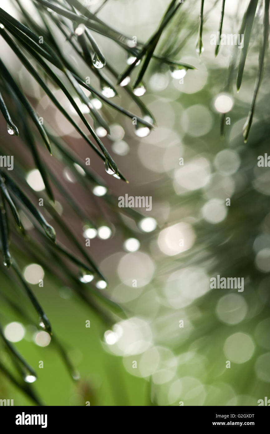 Green prickly branches of pine Stock Photo