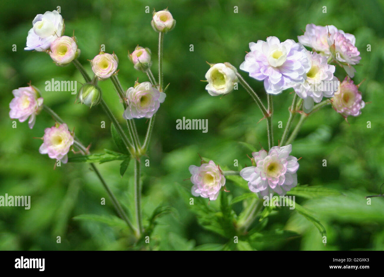 British Wild Flowers Stock Photo Alamy