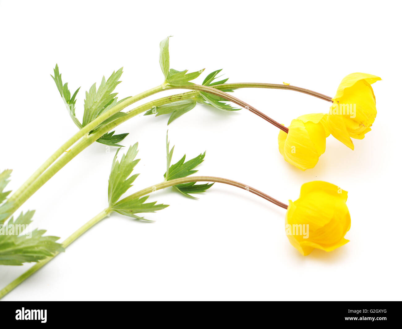 Globe flowers on a white background Stock Photo - Alamy