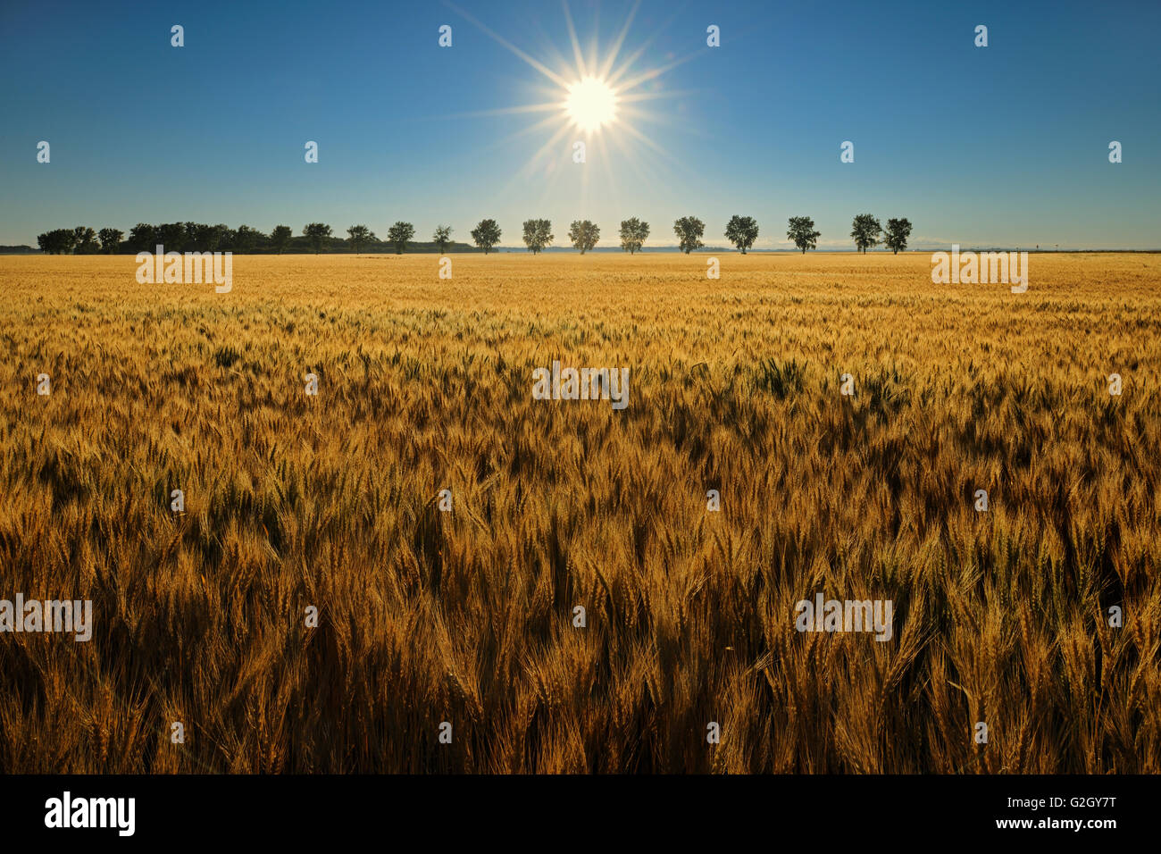 Wheat crop and sunrise STarbuck Manitoba Canada Stock Photo