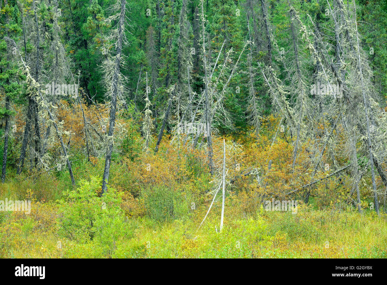 Wetland in boreal forest Gillam Road Manitoba Canada Stock Photo
