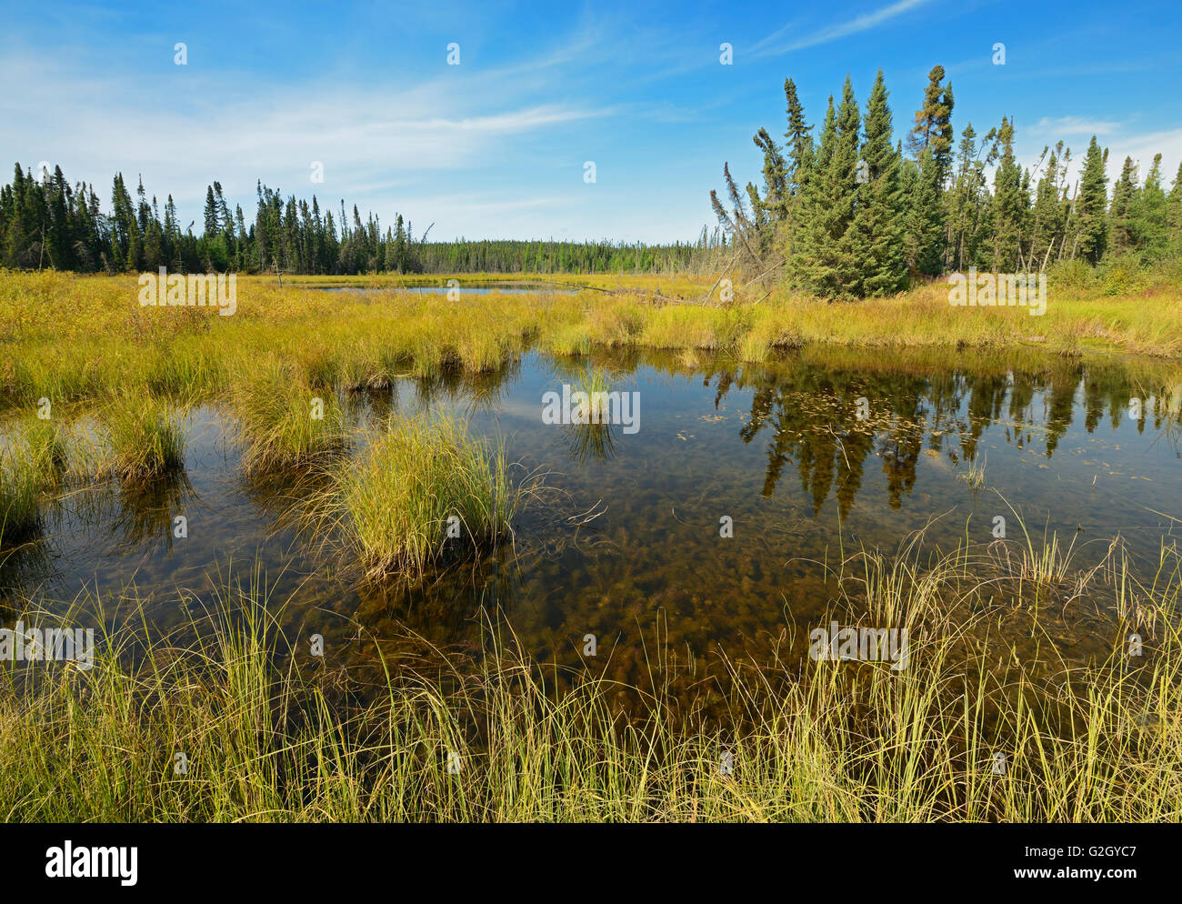 Wetland in boreal forest Gillam Road Manitoba Canada Stock Photo