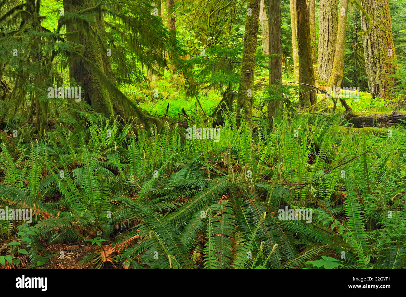 Temperate forest plant plants hi-res stock photography and images - Alamy