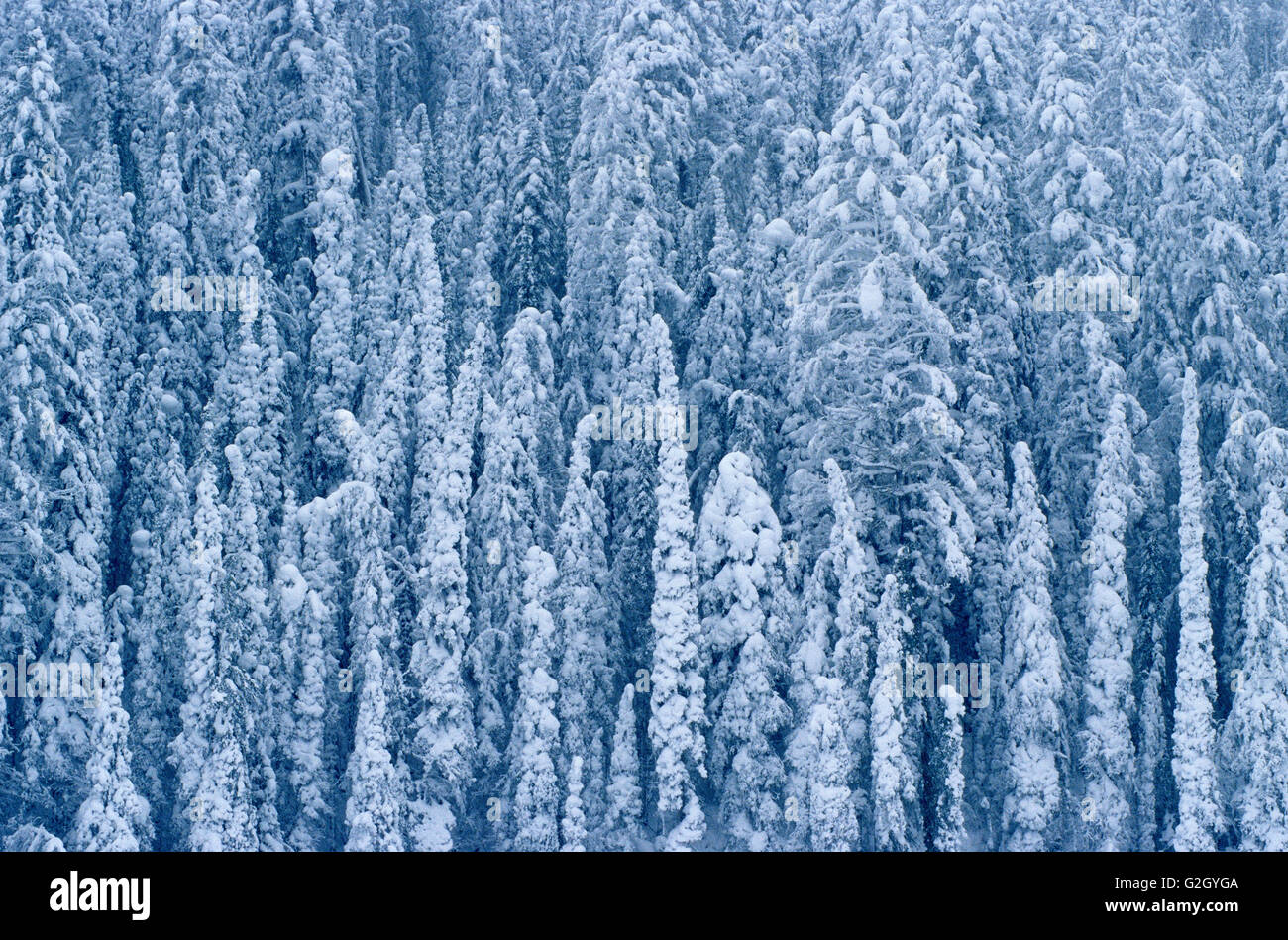 Heavy snowfall on coniferous trees Kootenay National Park British Columbia Canada Stock Photo