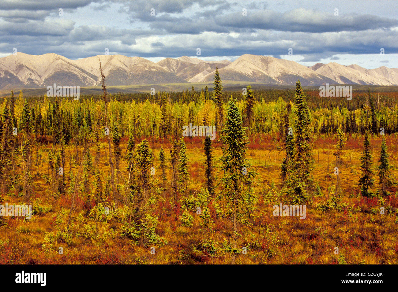 Sub arctic vegetation Dempster Highway Yukon Canada Stock Photo