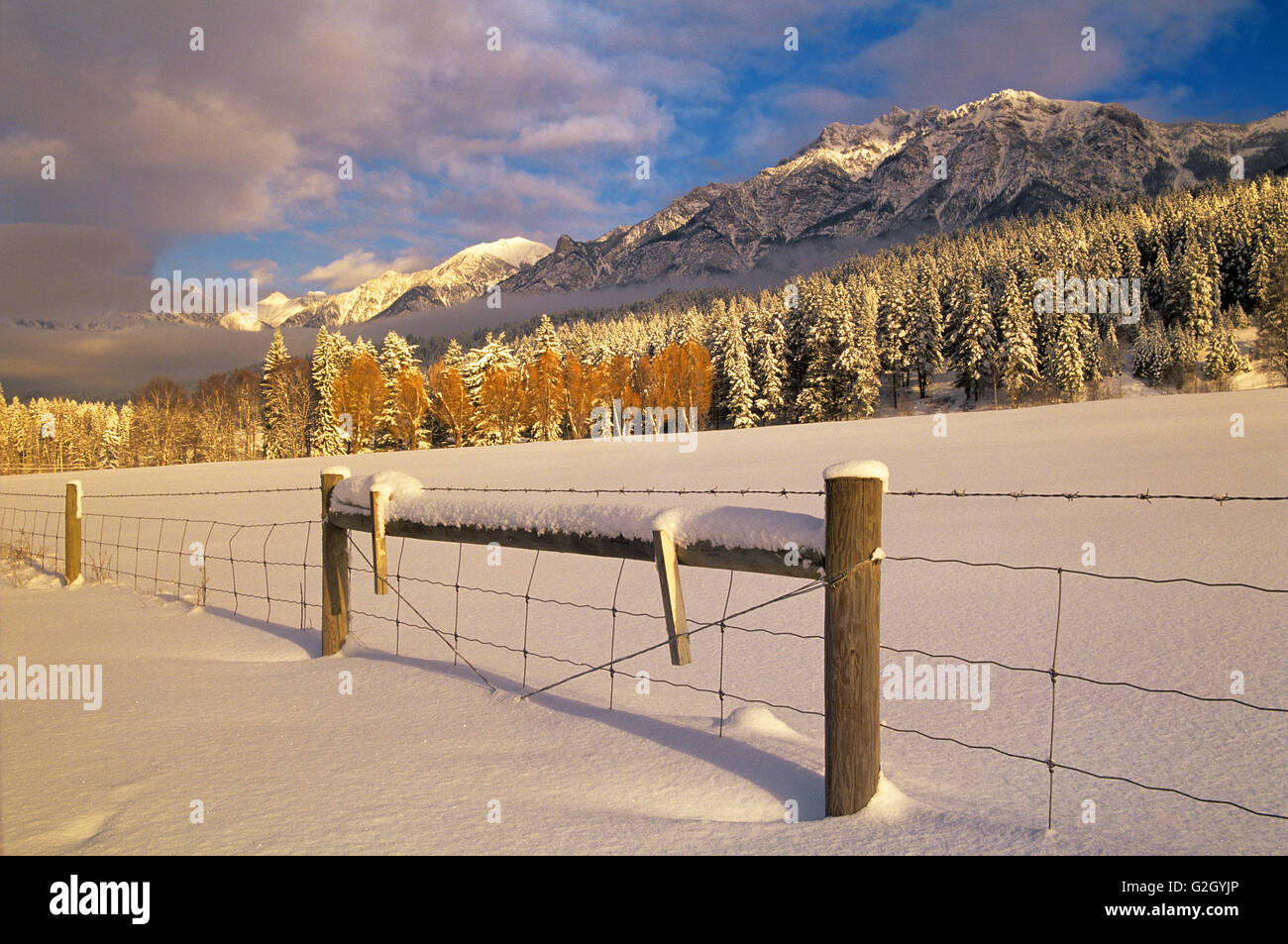 winter with fence and farmland at edge of Canadian Rocky Mountains  Edgewater British Columbia Canada Stock Photo