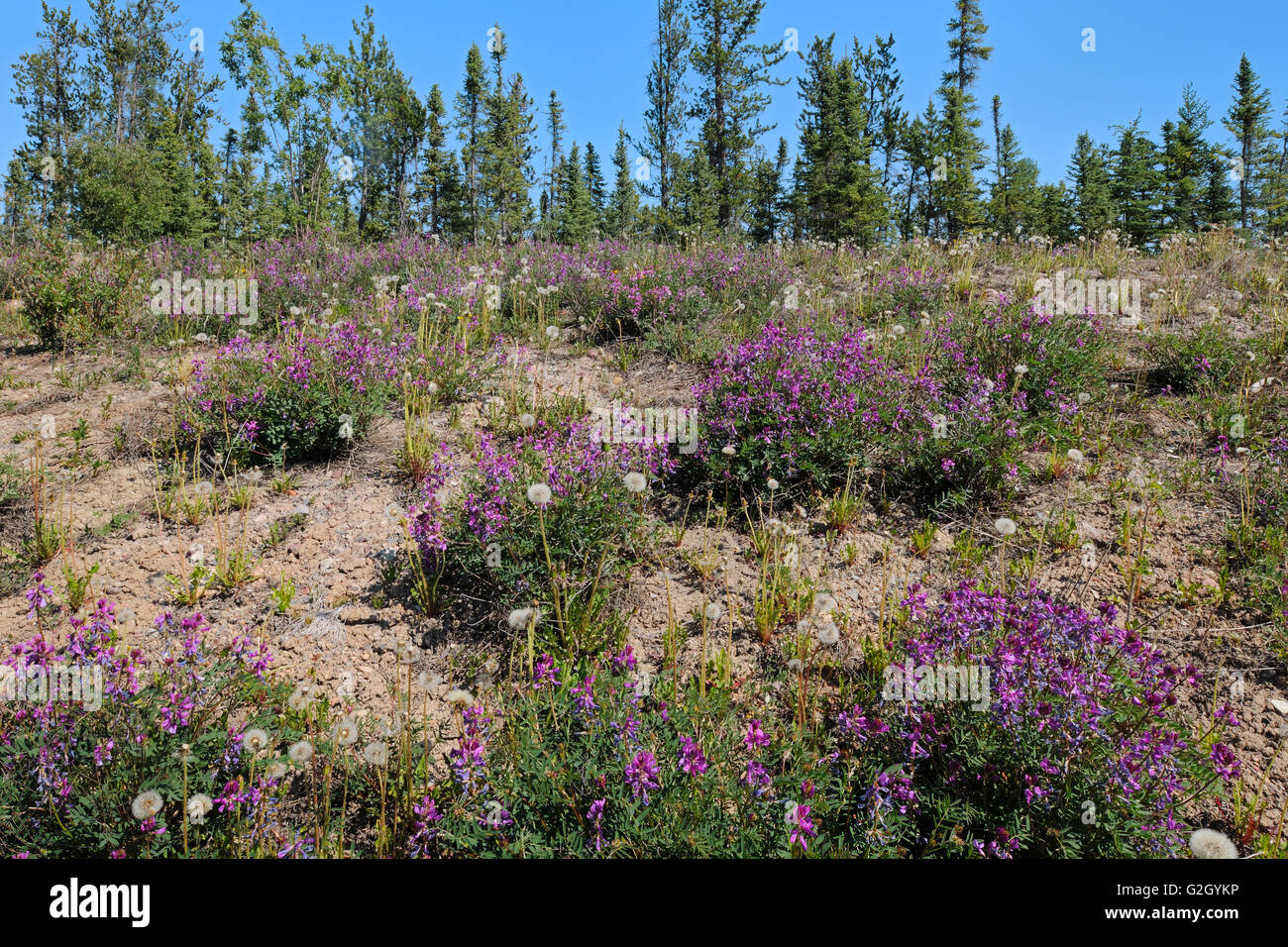 Wild Sweet Pea and black spruce trees in boreal forest  Yellowknife Highway near Fort Providence Northwest Territories Canada Stock Photo
