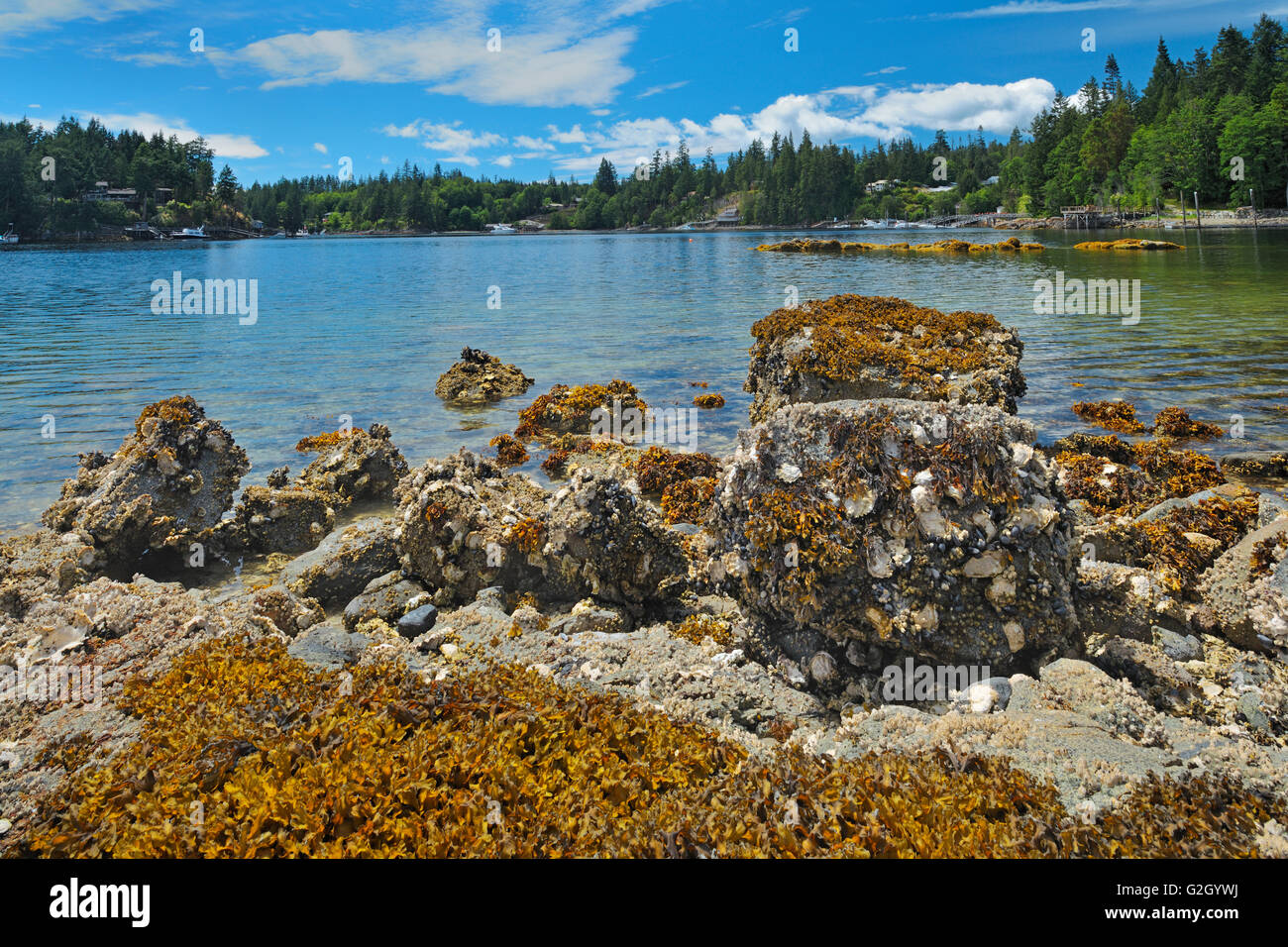 Oyster bed along the Sunshine Coast  Pender Harbour British Columbia Canada Stock Photo