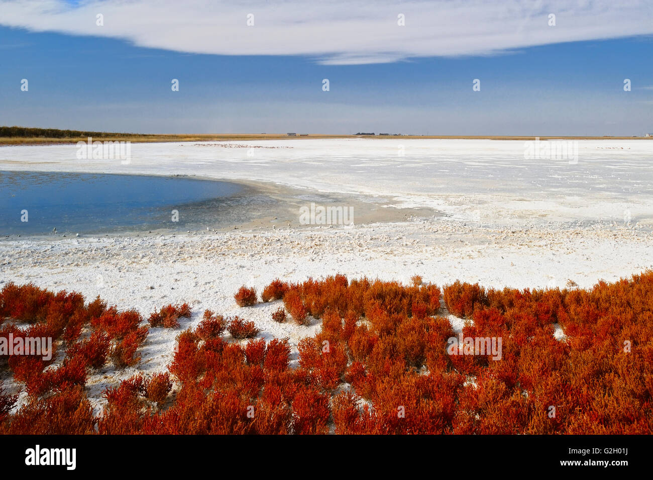 Red samphire (Salicornia rubra) plant in Alkali Lake Foremost Alberta