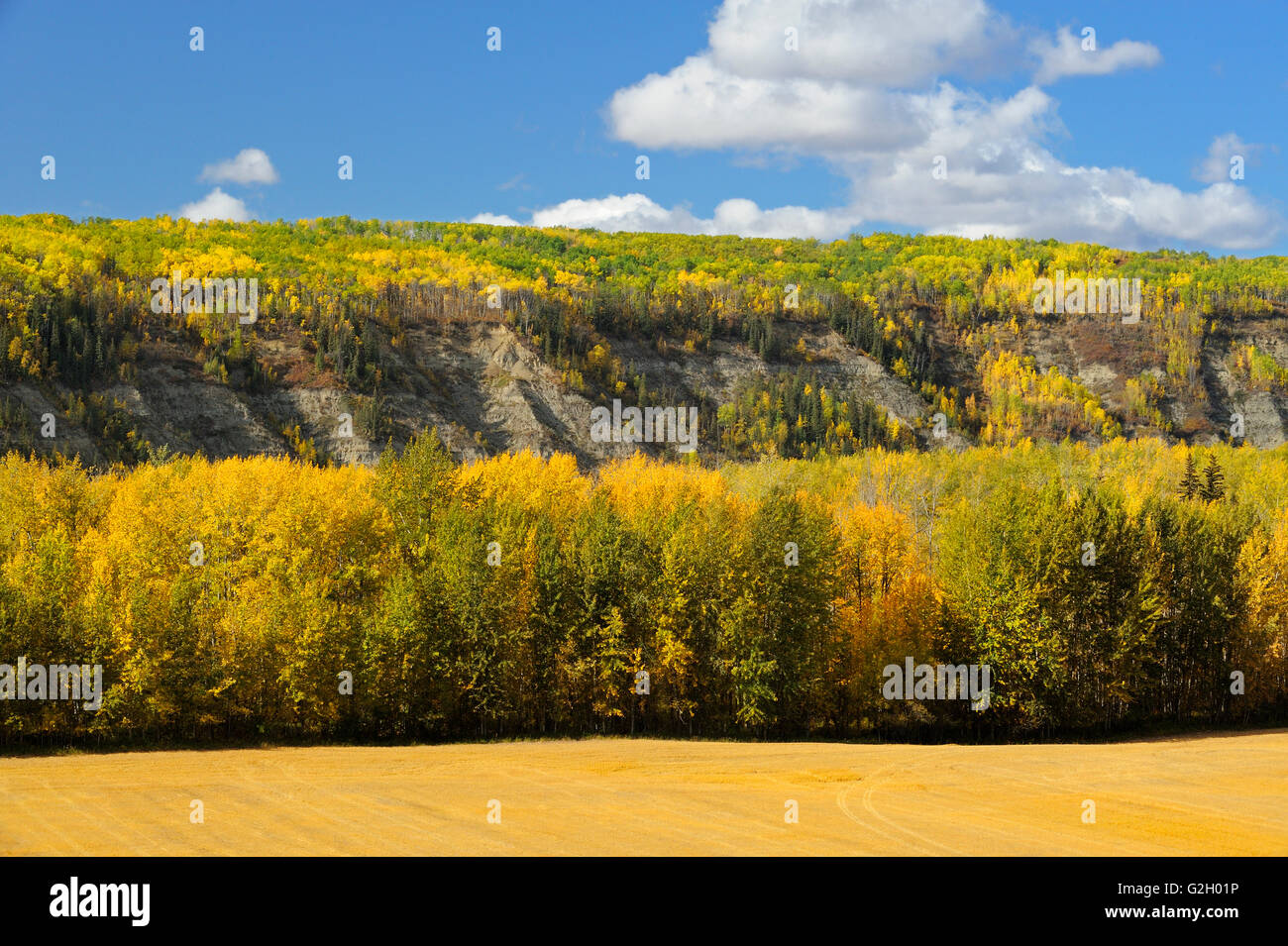 Autumn foliage in poplar (aspen) forest Grande Prairie Alberta Canada Stock Photo