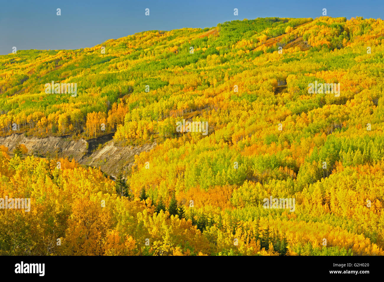 Colorful autumn foliage in hills Dunvegan Alberta Canada Stock Photo