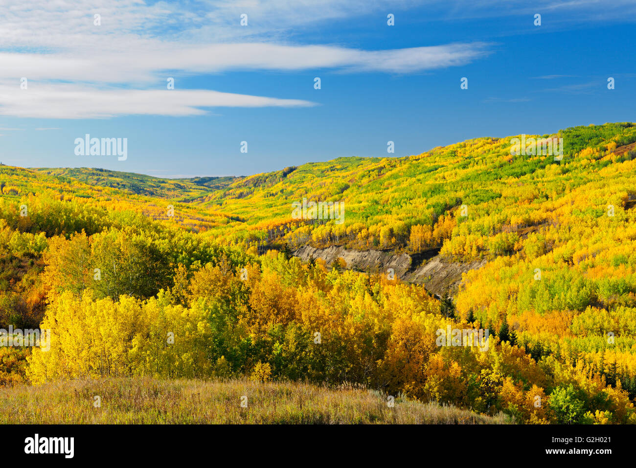 Mixedwood forest hires stock photography and images Alamy