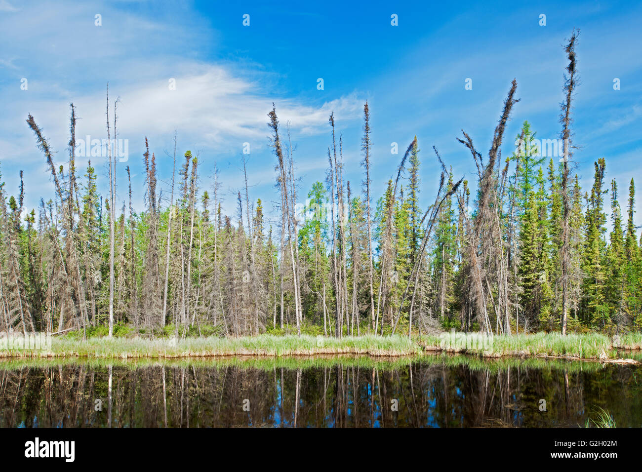 Steen River and the boreal Forest Steen River Alberta Canada Stock Photo