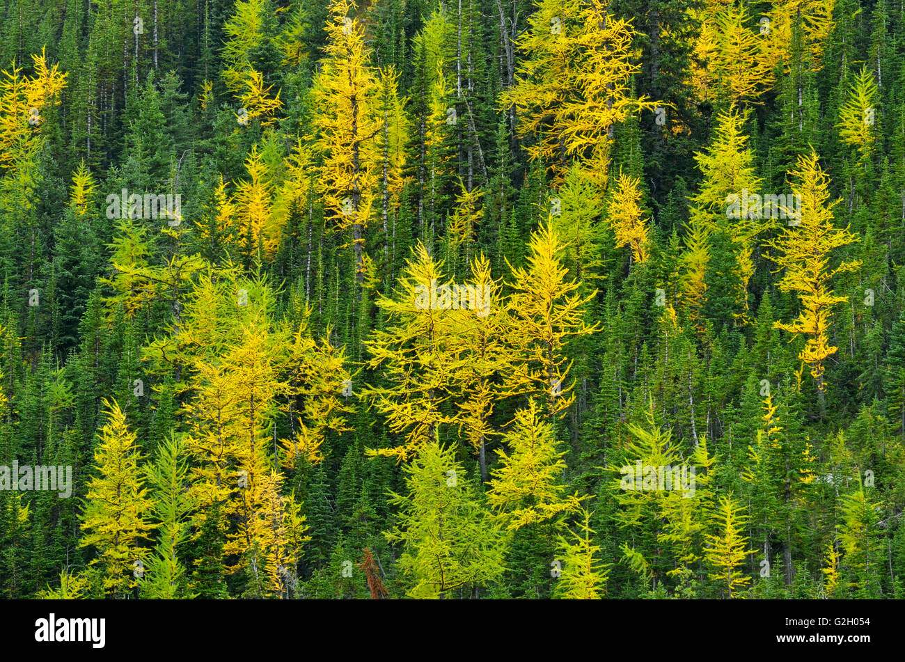 Western larches in autumn color Kananaskis Country Alberta Canada Stock Photo
