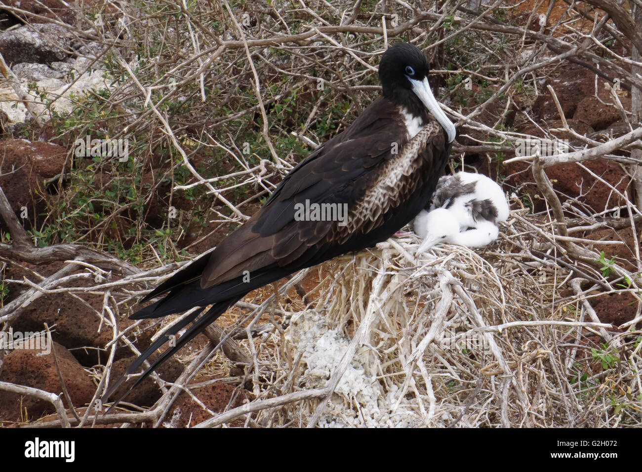female Magnificent Frigatebird with chick in its nest (Fregata magnificens). Photographed in the Galapagos Island, Ecuador Stock Photo