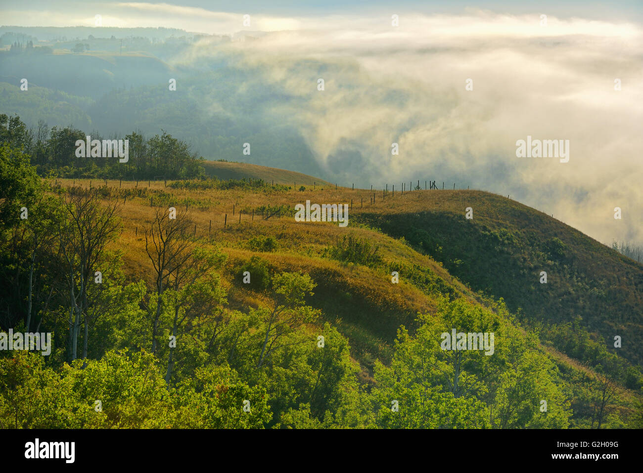 Fog above the forest hi-res stock photography and images - Alamy