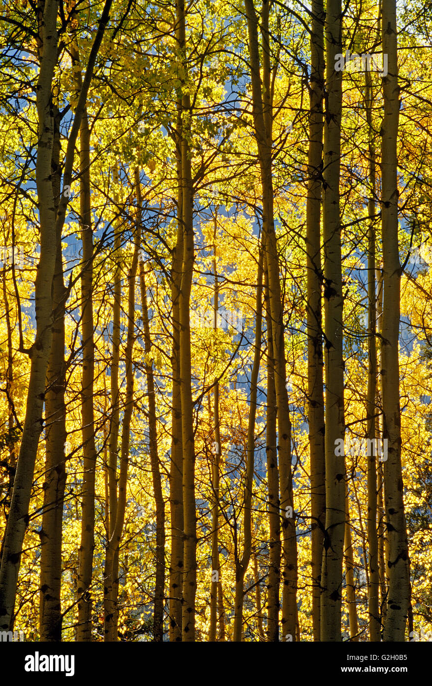 With autumn trembling aspen trees populus tremuloides hires stock