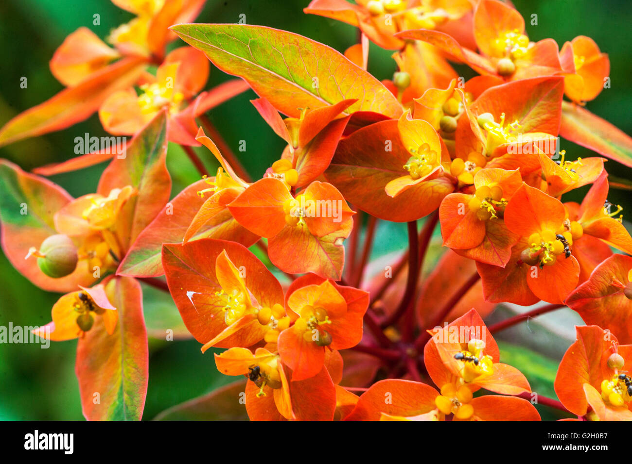 Euphorbia griffithii 'Fireglow', spurge, flowers Stock Photo