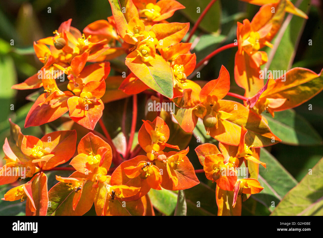 Euphorbia griffithii 'Fireglow', spurge, flowers Stock Photo