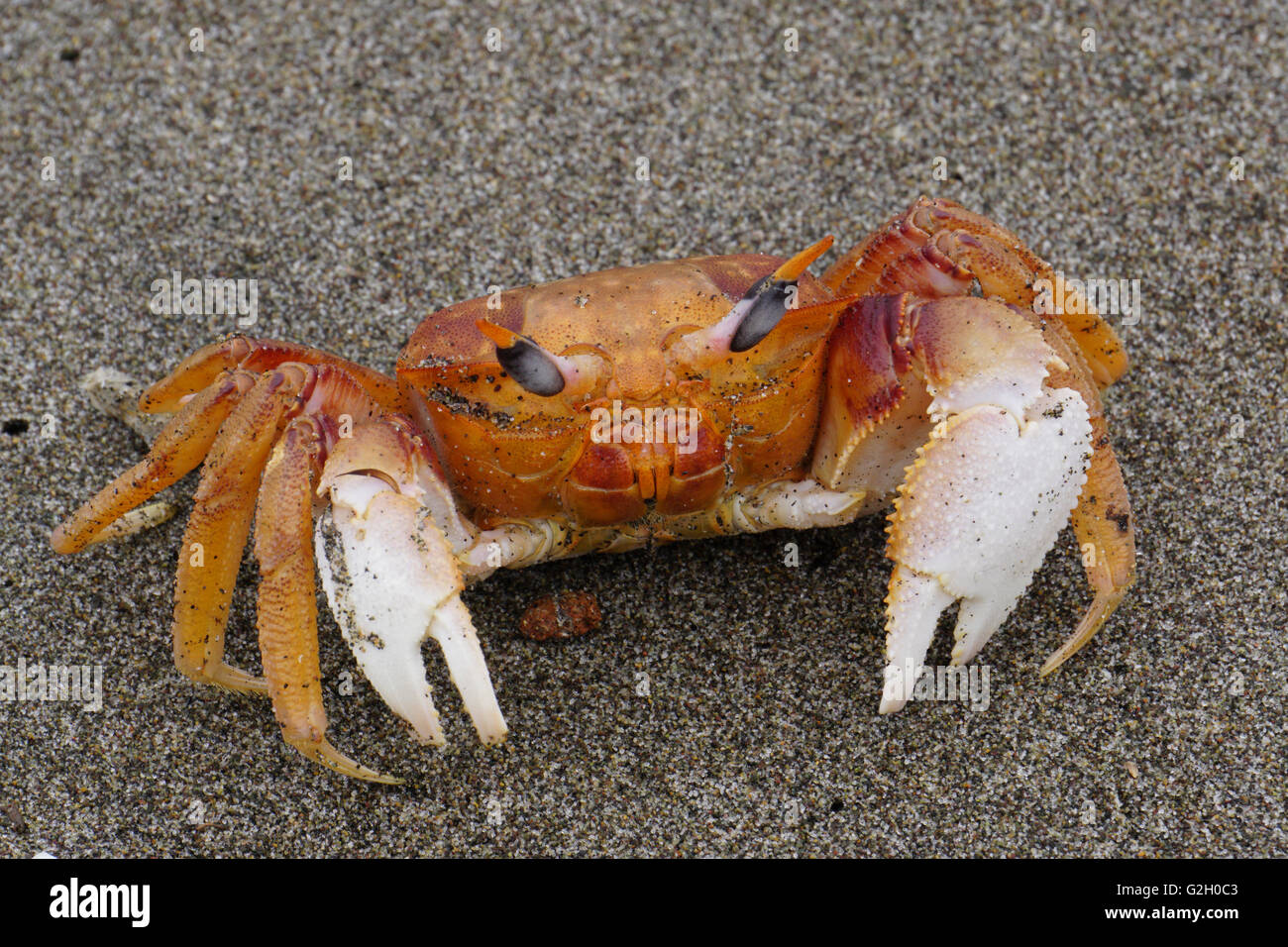 The pacific sand crab hires stock photography and images Alamy