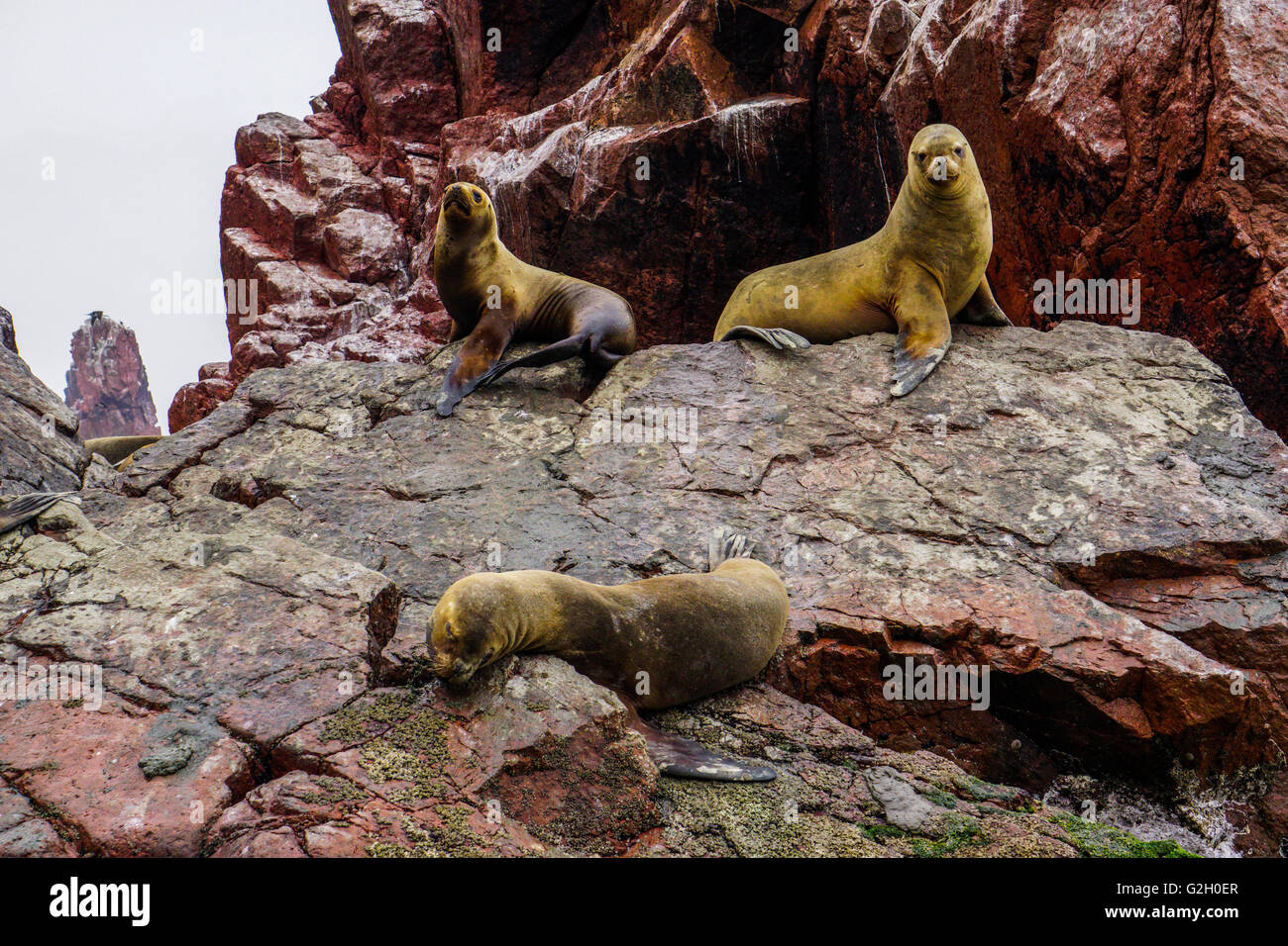 A colony of seals. Photographed in the Pacific ocean, Peru Stock Photo