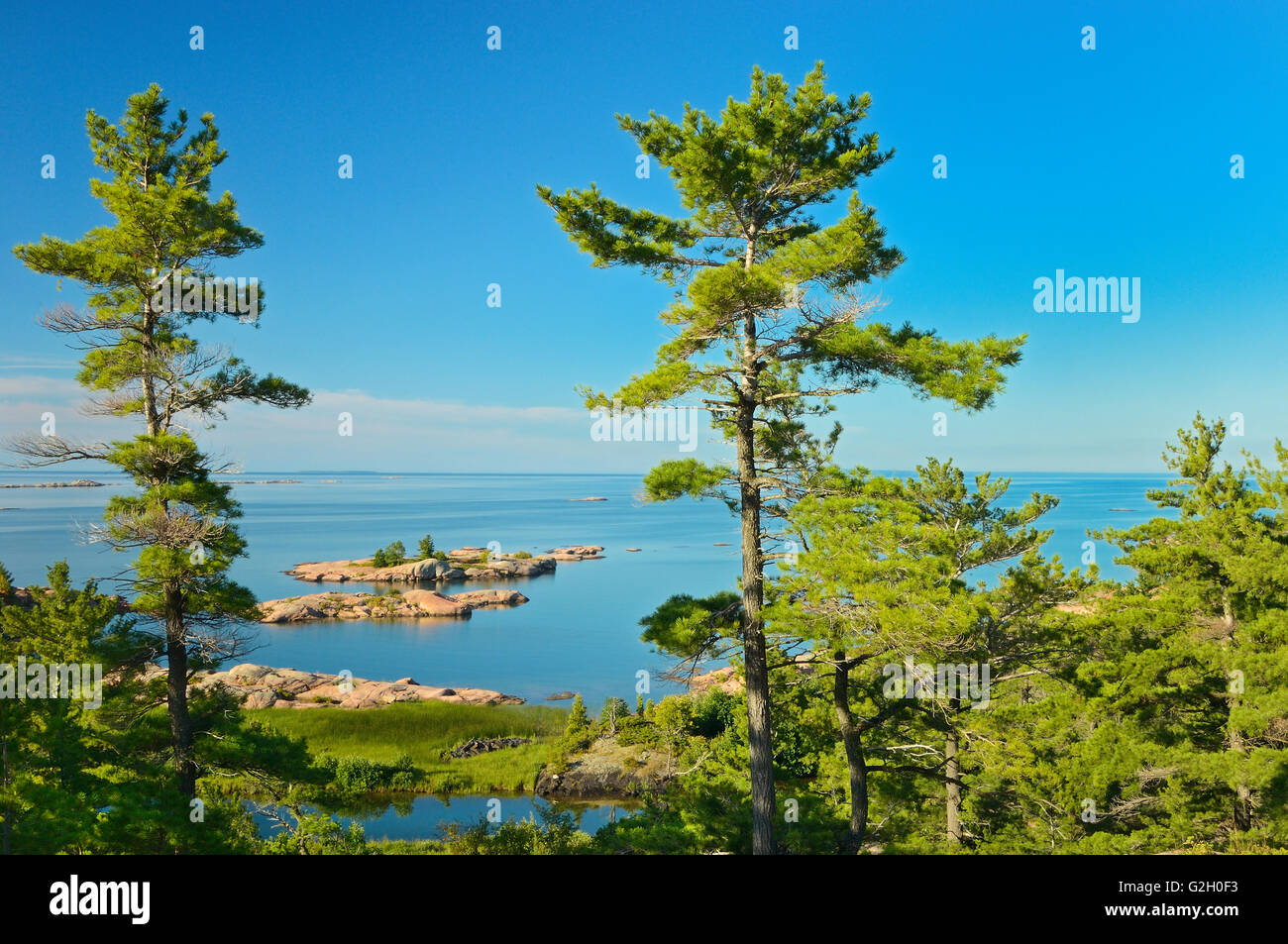 White pines and Georgian Bay Killarney Provincial Park Ontario Canada Stock Photo