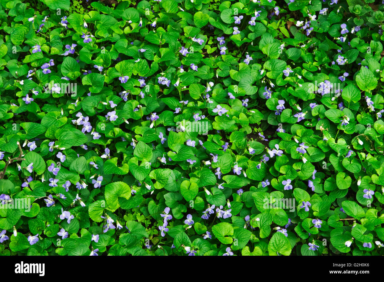 violets in Killaly Meadows London Ontario Canada Stock Photo