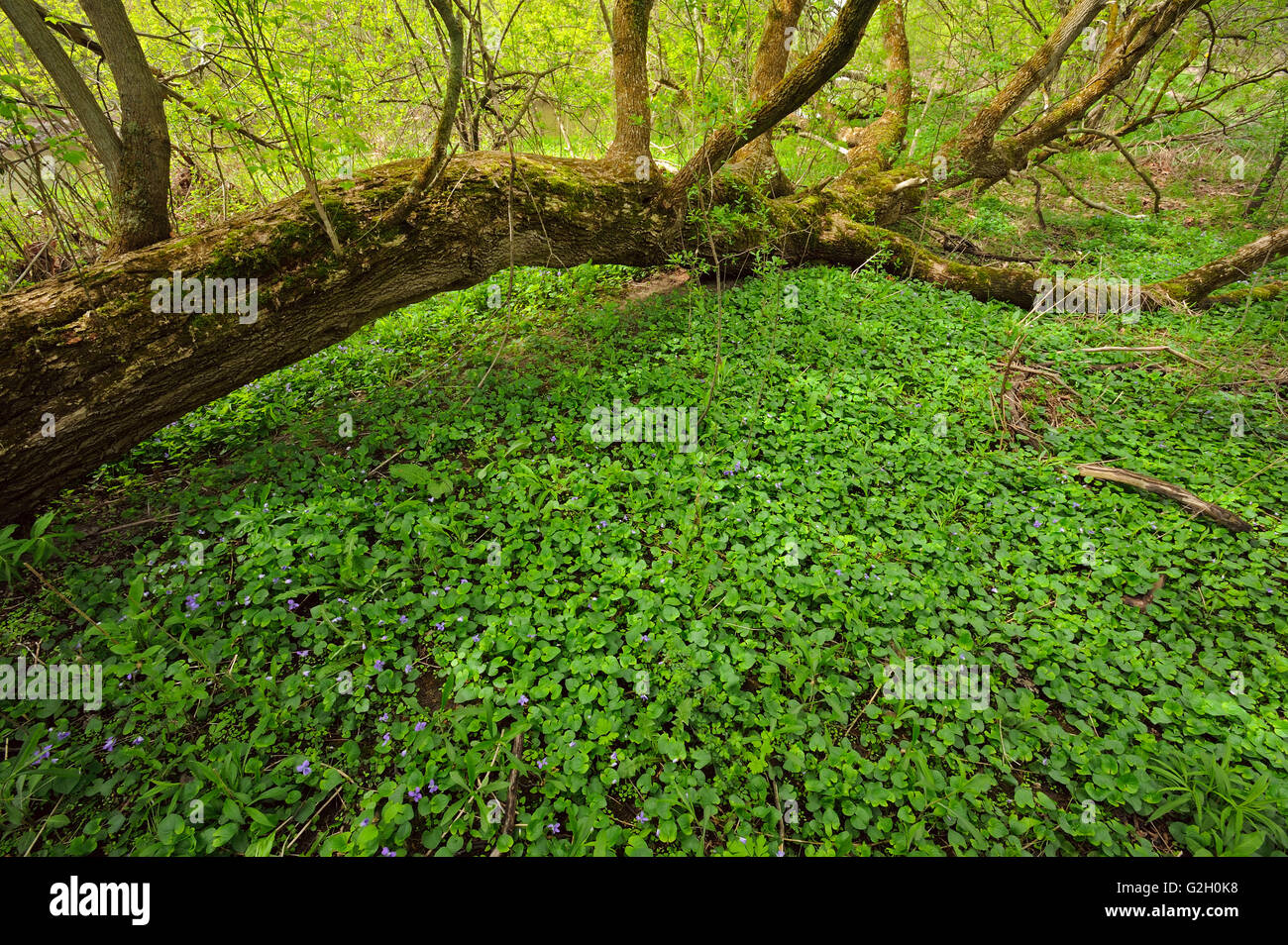 Fallen Old growth tree and violets in Killaly Meadows London Ontario Canada Stock Photo