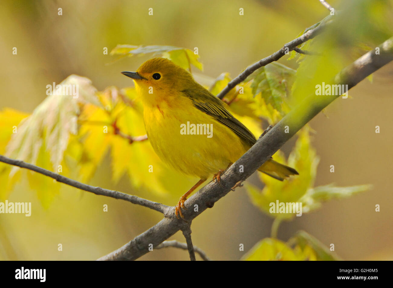 Yellow warbler Dendroica petechia in Carolinian forest Point Pelee National Park Ontario Canada Stock Photo