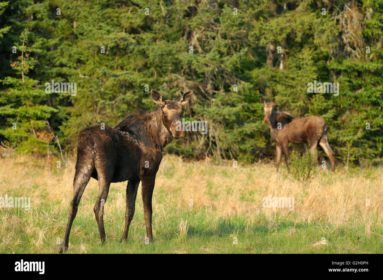 Moose, cow with calf hi-res stock photography and images - Alamy