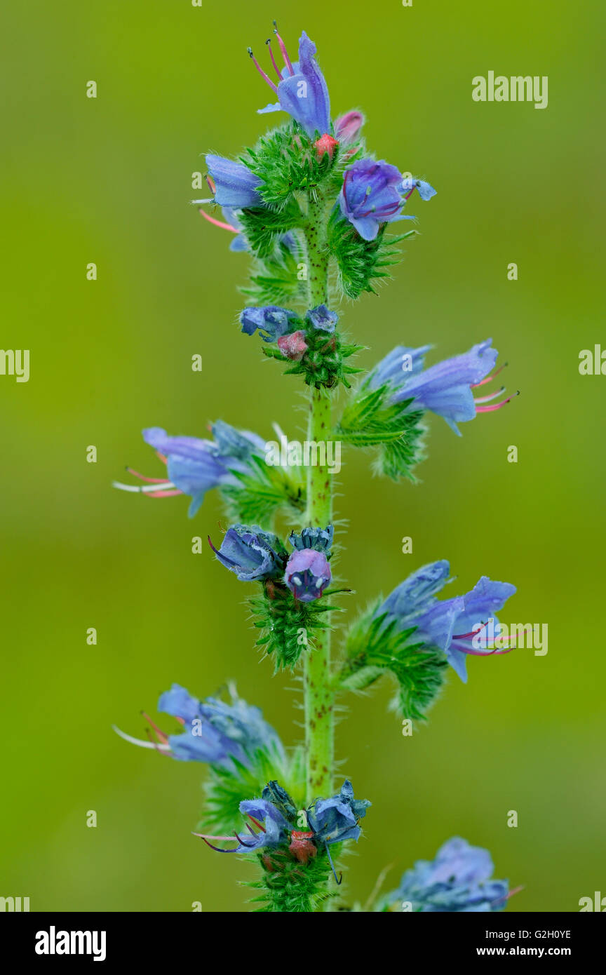 Viper's Bugloss (Echium vulgare) flower Temagami Ontario Canada Stock Photo