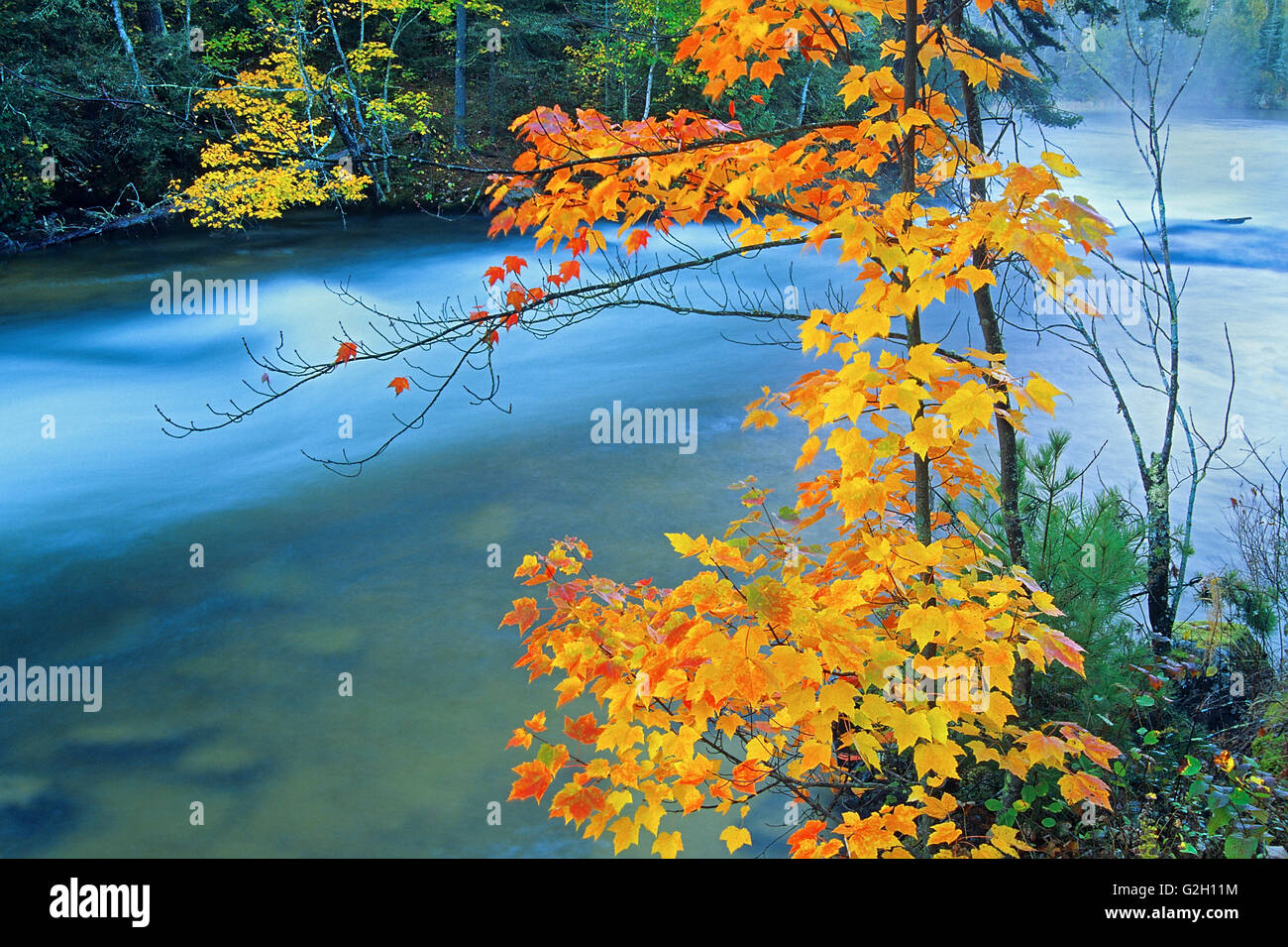 Red maple tree hi-res stock photography and images - Alamy