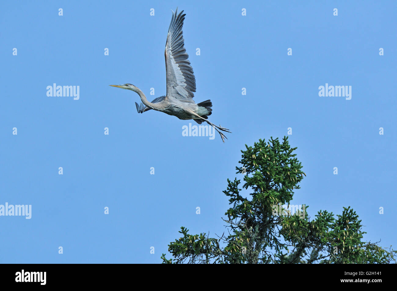 Great blue heron flying out of tree Ear Falls Ontario Canada Stock Photo