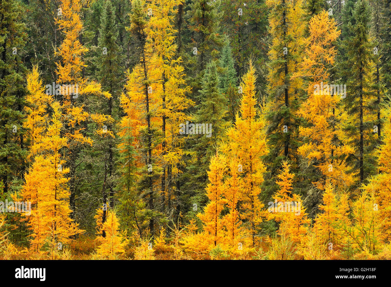 Larches & black spruce in autumn near Ignace Ontario Canada Stock Photo