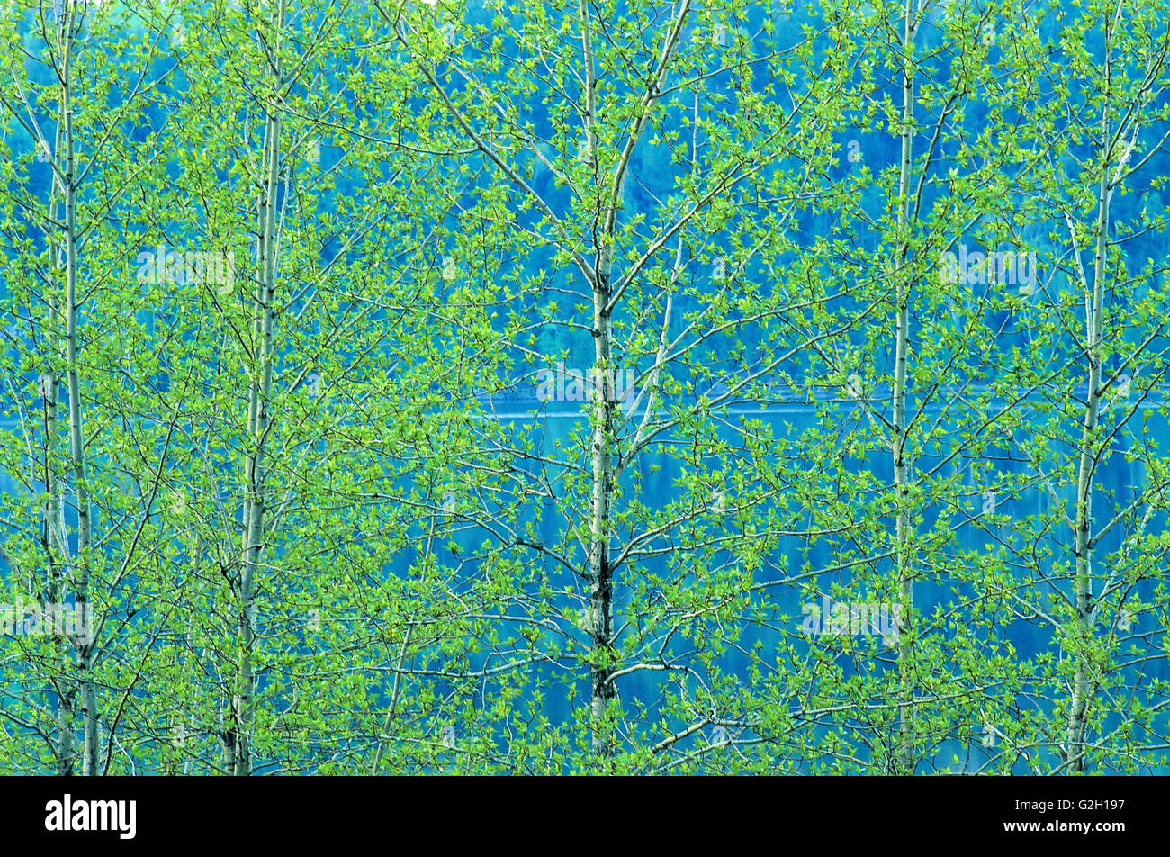 Trembling aspen foliage in spring. Simon Lake Park Conservation Area ...