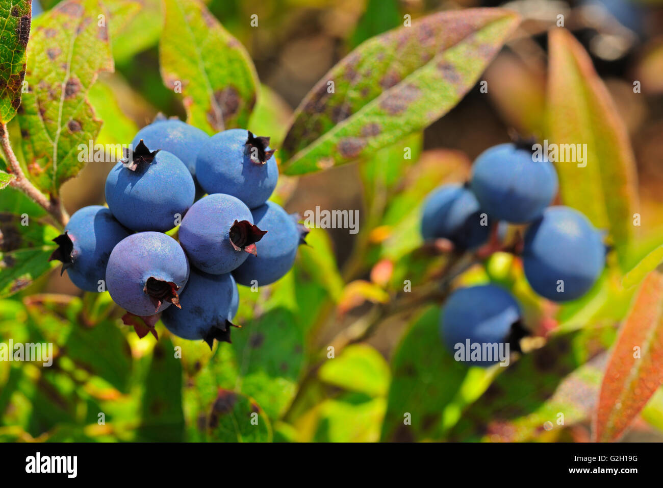 Blueberries (Vaccinium sp.) Ear Falls Ontario Canada Stock Photo