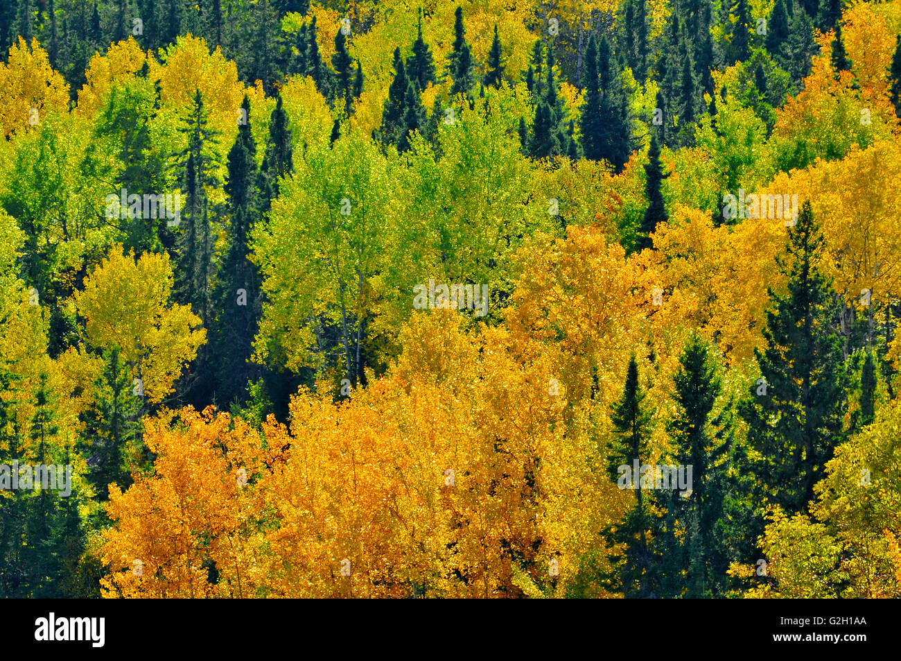 Mixedwood forest hi-res stock photography and images - Alamy