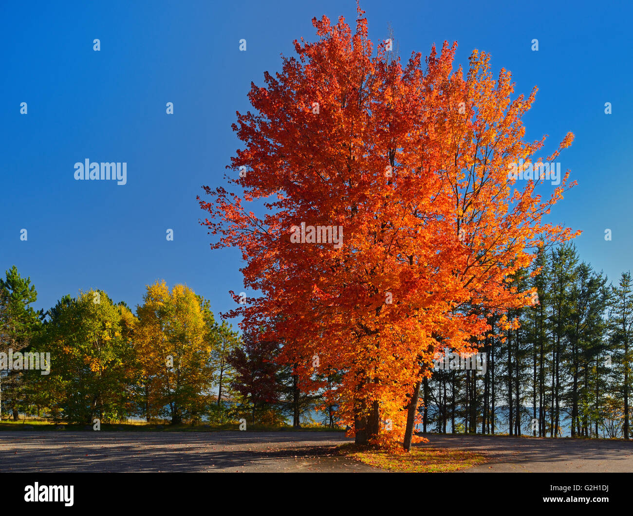 Sugar maple tree hi-res stock photography and images - Alamy