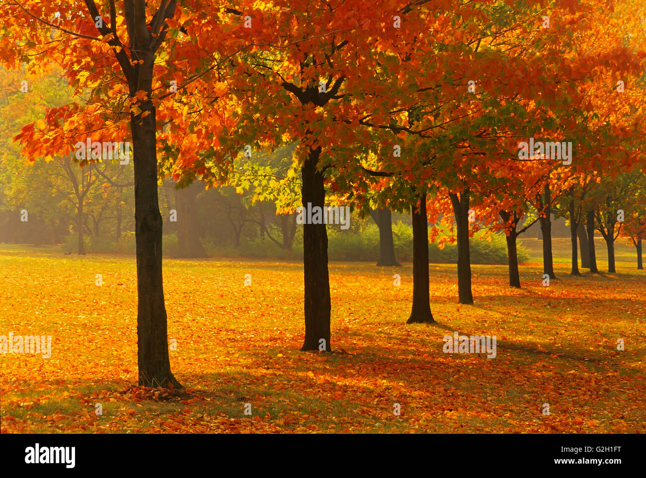 Sugar maple trees in autumn color Guelph Ontario Canada Stock Photo