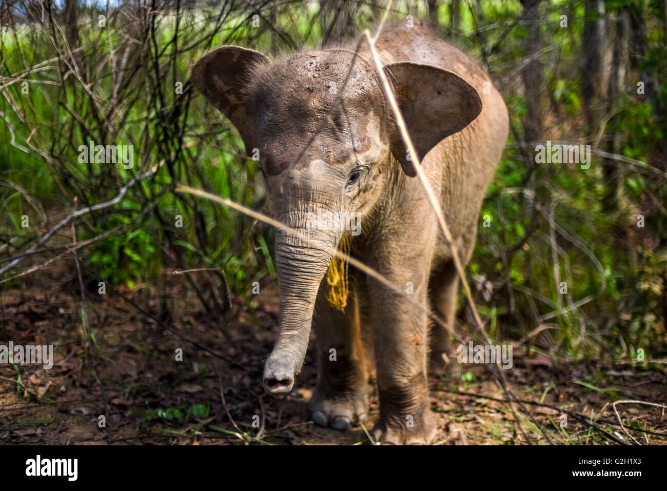 Baby sumatran elephant in the bushes. Way Kambas National Park, Sumatra, Indonesia. Stock Photo