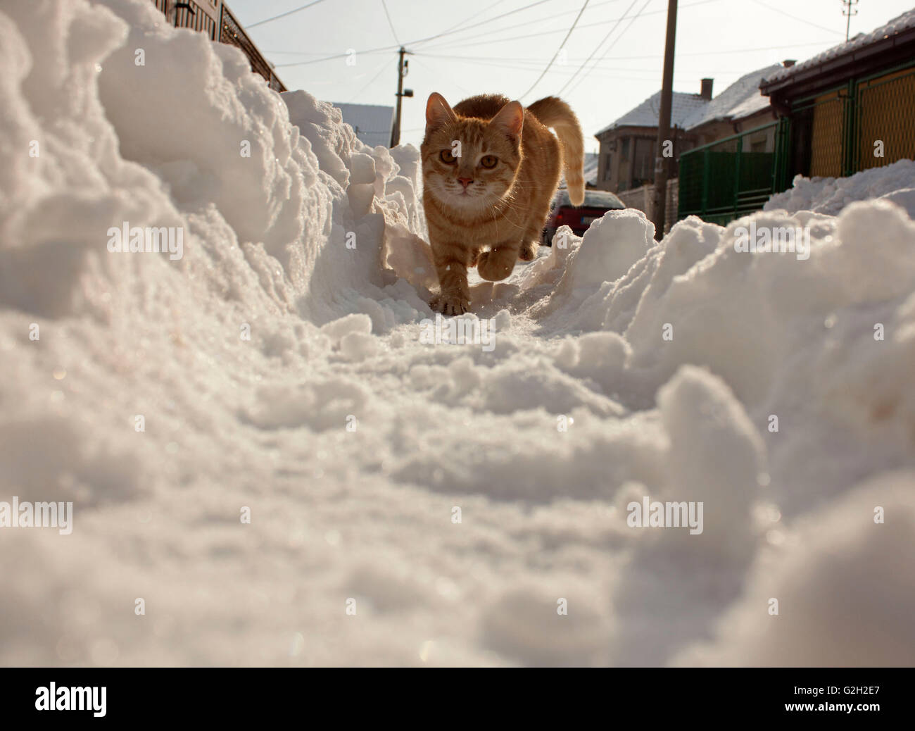 Snow pet hires stock photography and images Alamy