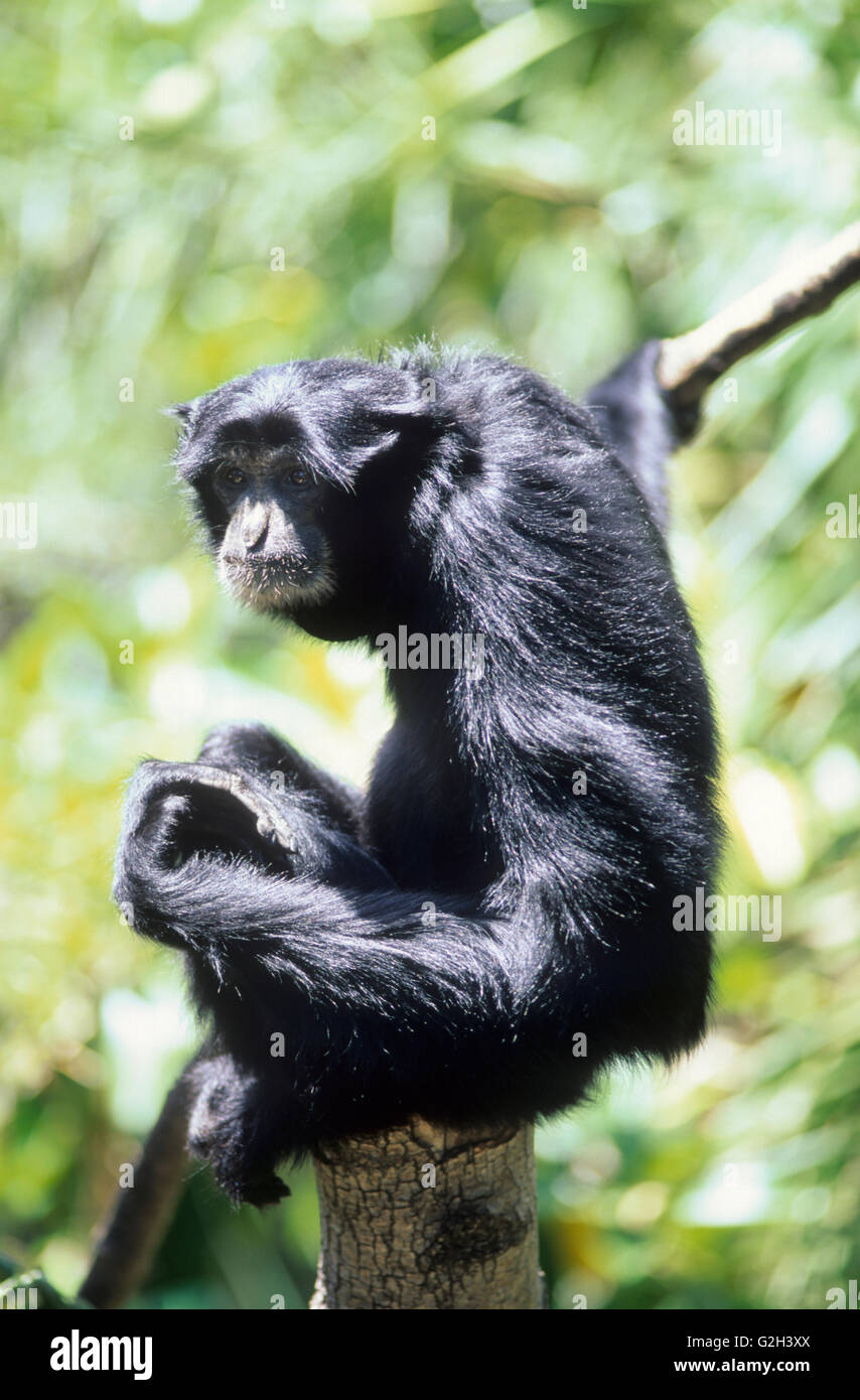 Australia, primates, Siamang Tree Ape, taken at Adelaide zoo. (Symphalangus syndactylus) Stock Photo